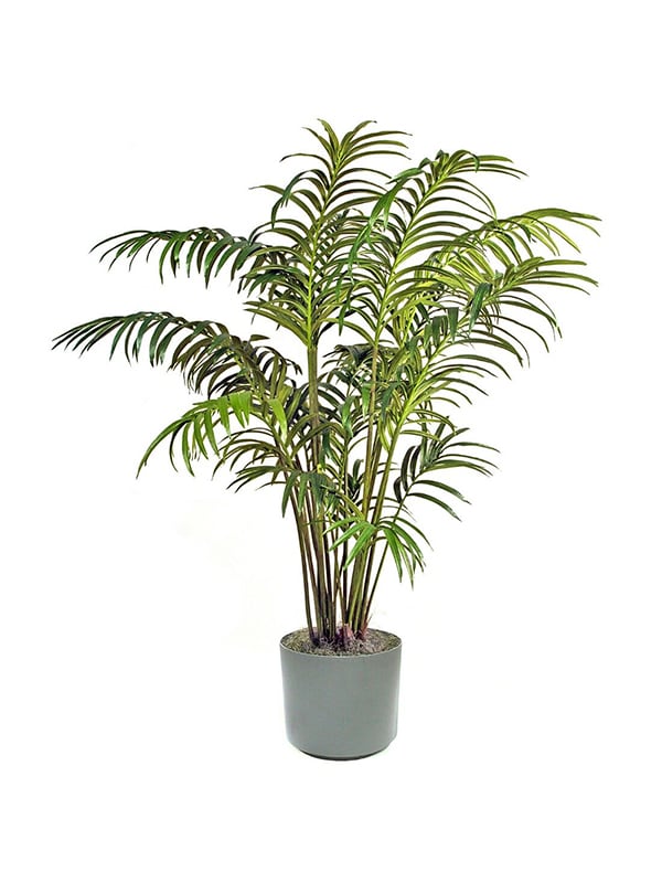 Palm Tree